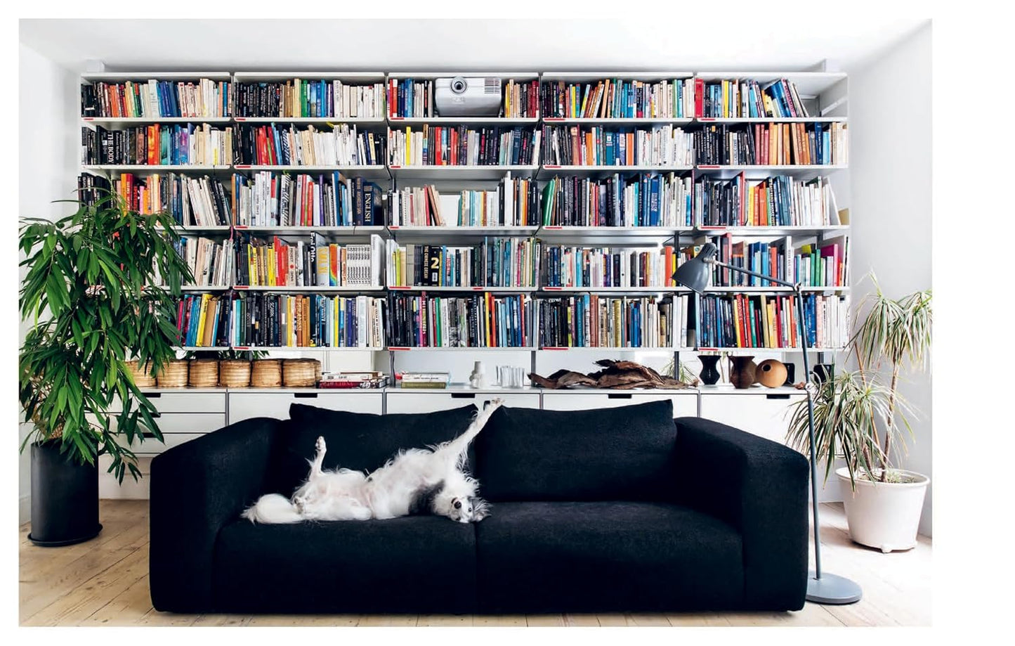 Resident Dog (Volume Two)