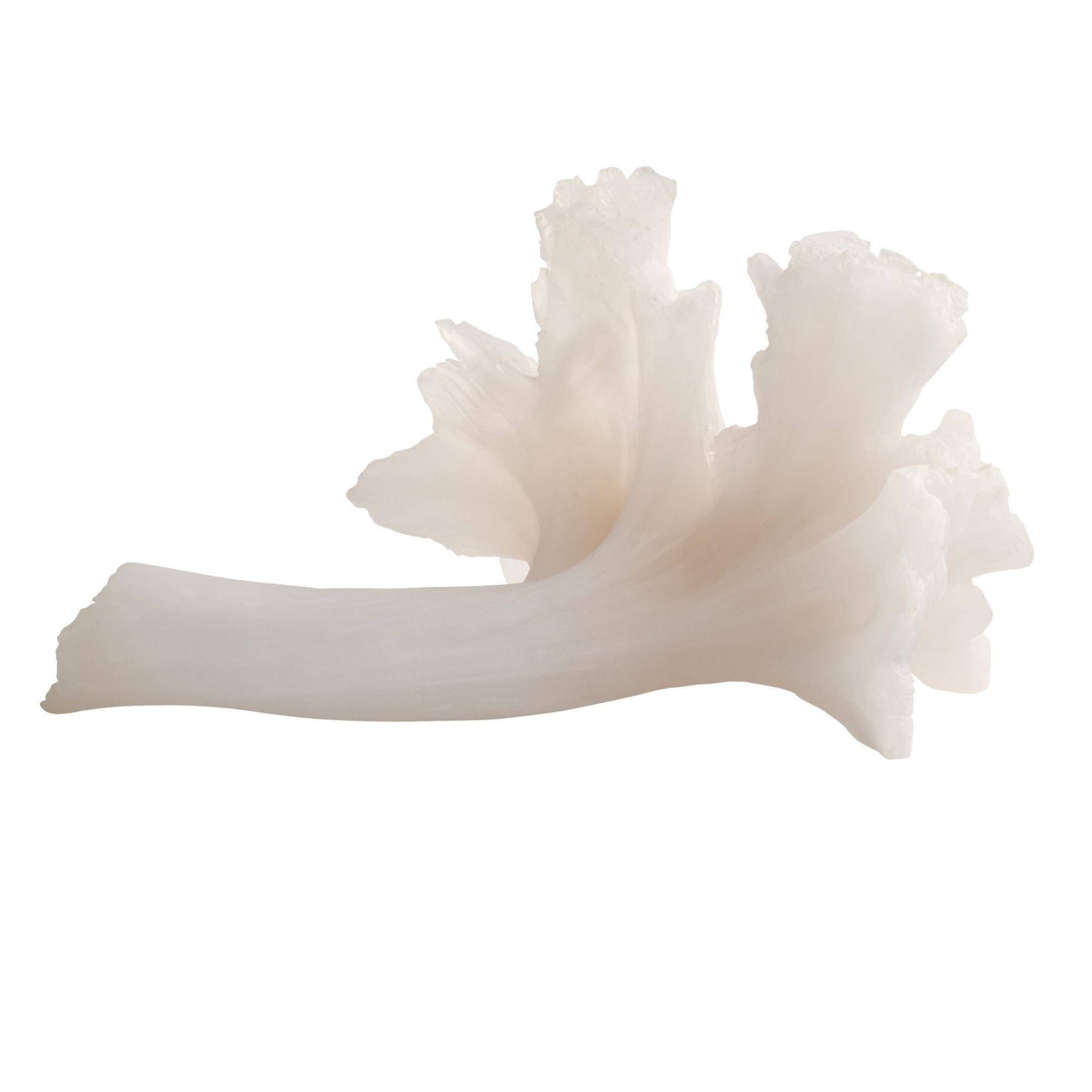 White coral-like object on a white background