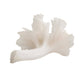 White coral-like object on a white background
