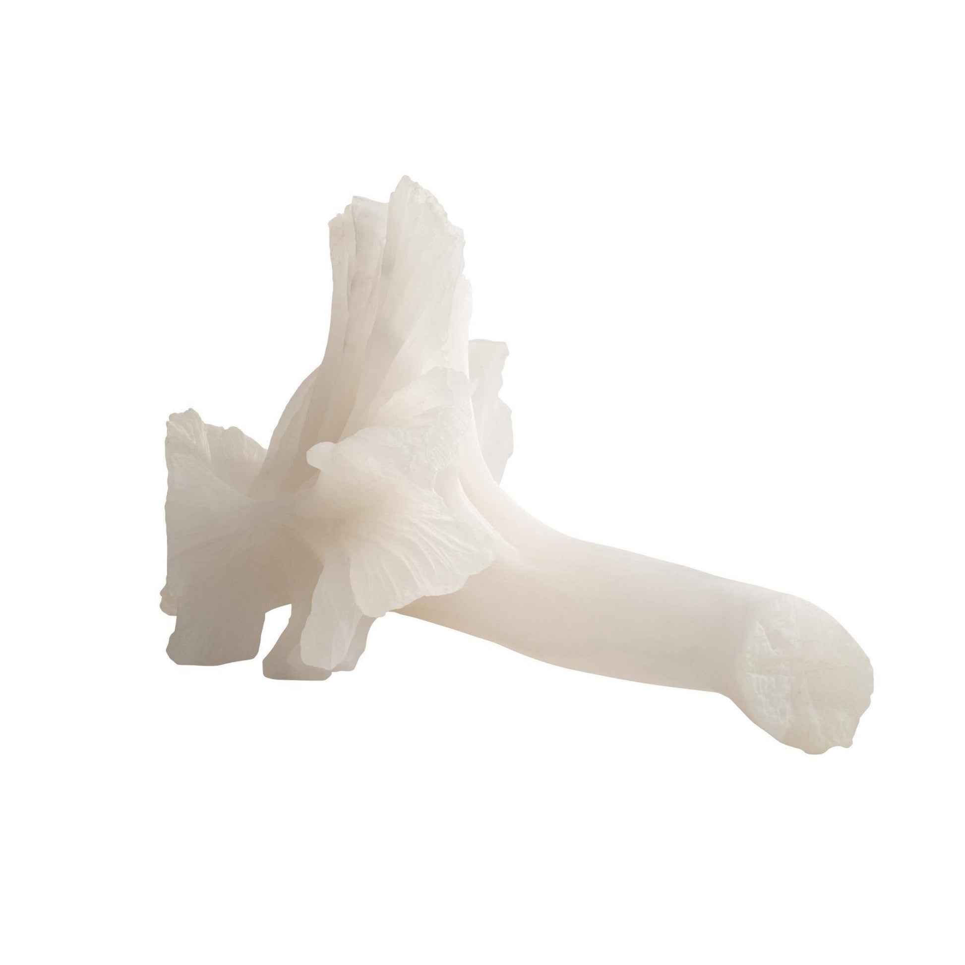 White mushroom on a white background