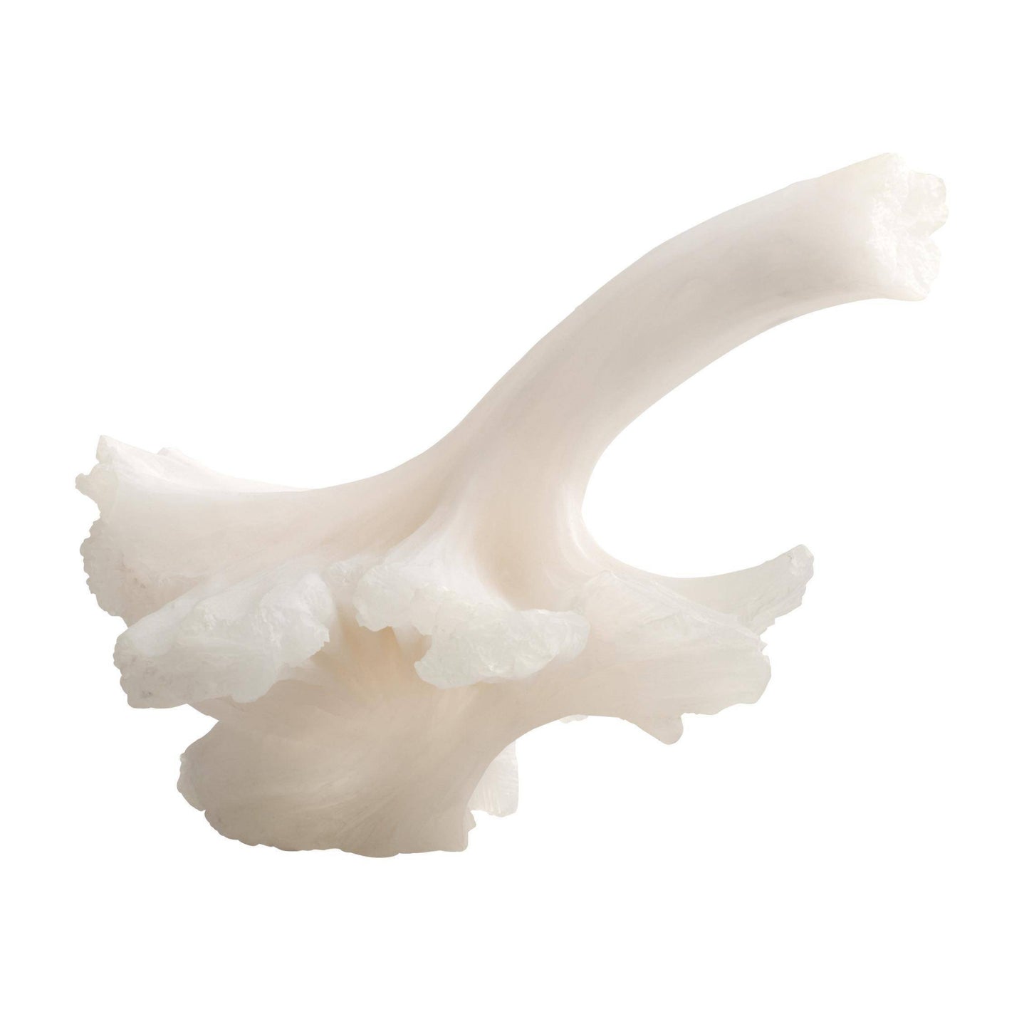 White coral branch on a white background
