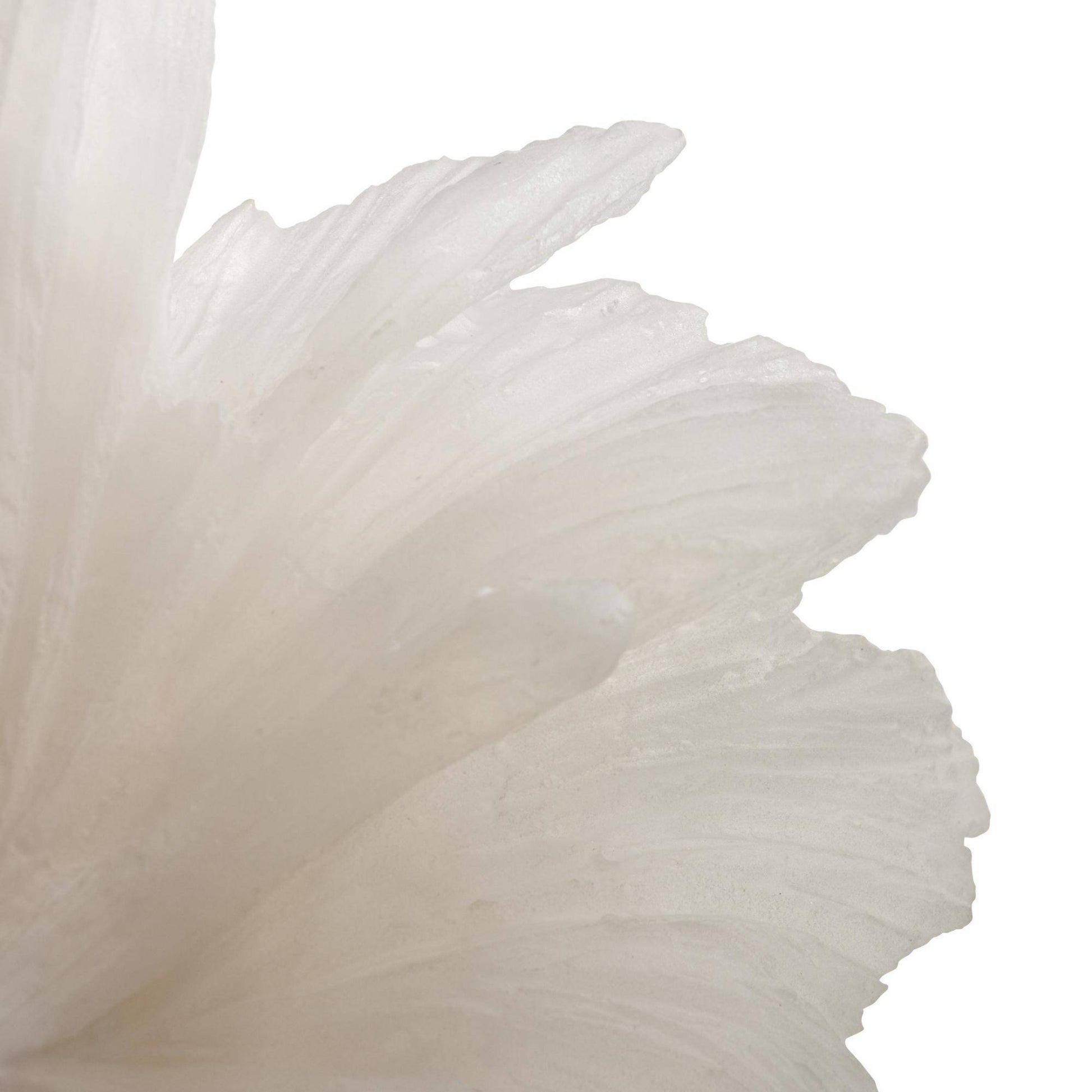 Close-up of a white flower petal on a white background