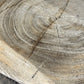 Close-up of a tree stump with visible annual rings