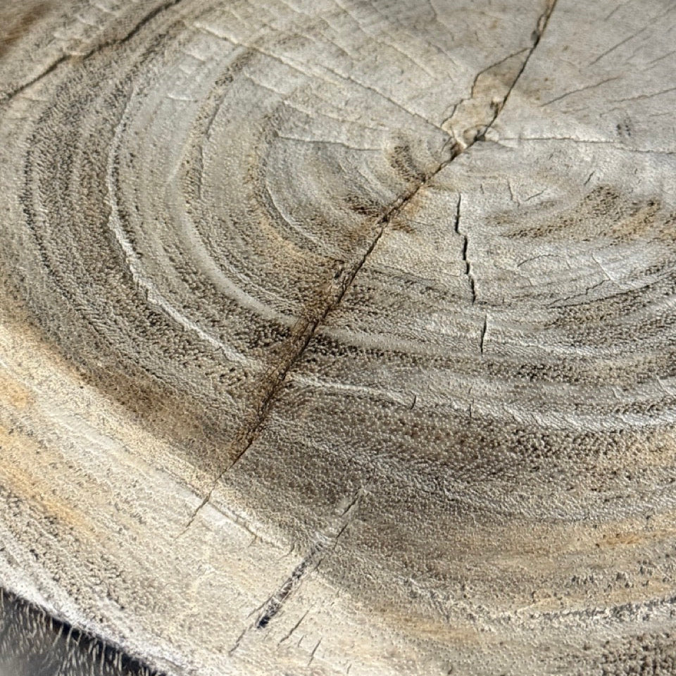 Close-up of a tree stump with visible annual rings