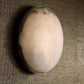 Round beige object on a textured brown surface