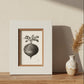 A framed botanical art print featuring a black ink drawing of a turnip on an off-white background, set in a light brown wood frame with a textured white wall behind it.