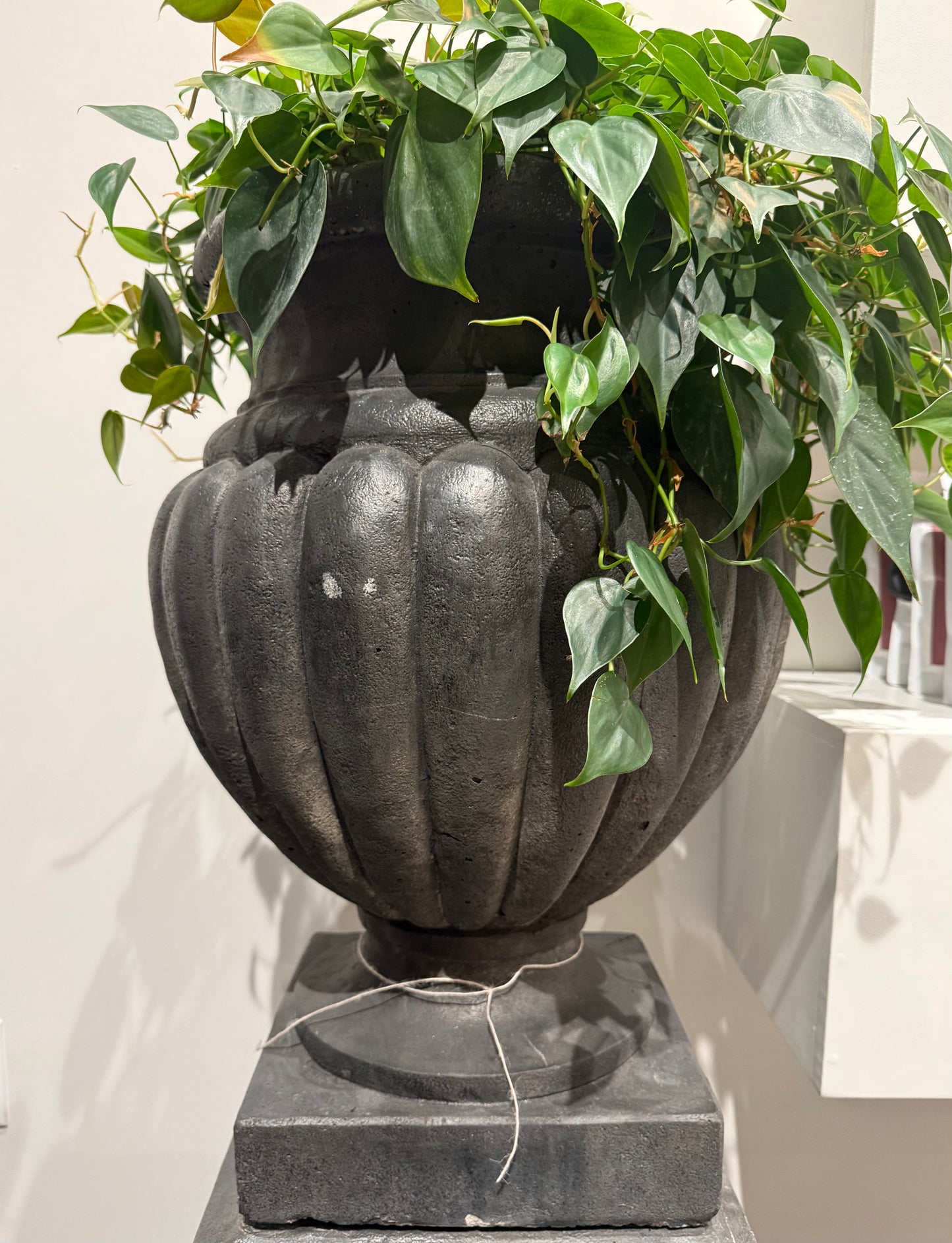 Black Concrete Planter with Ivy