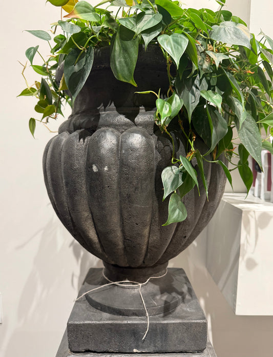 Black Concrete Planter with Ivy