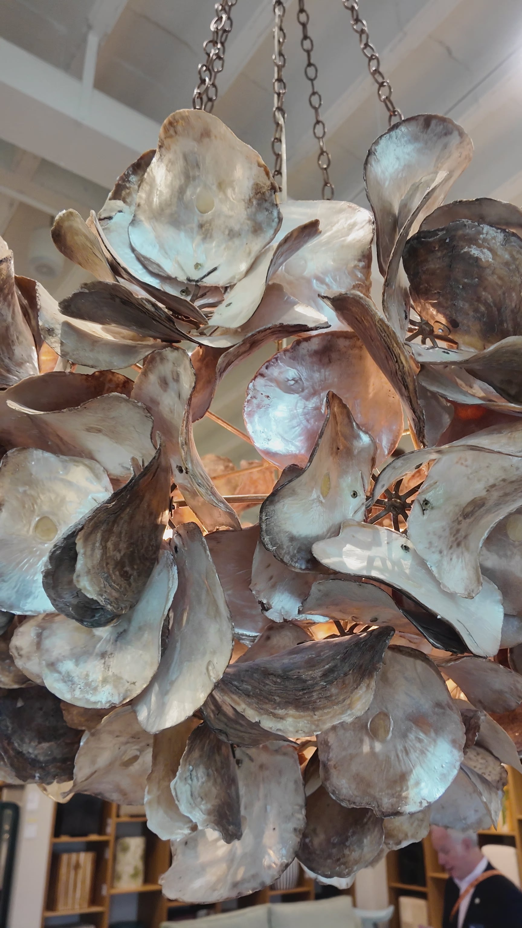 Made Goods Venus Chandelier Natural Saddle Oyster Shell – CLAYTON