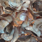 Venus Chandelier Natural Saddle Oyster Shell