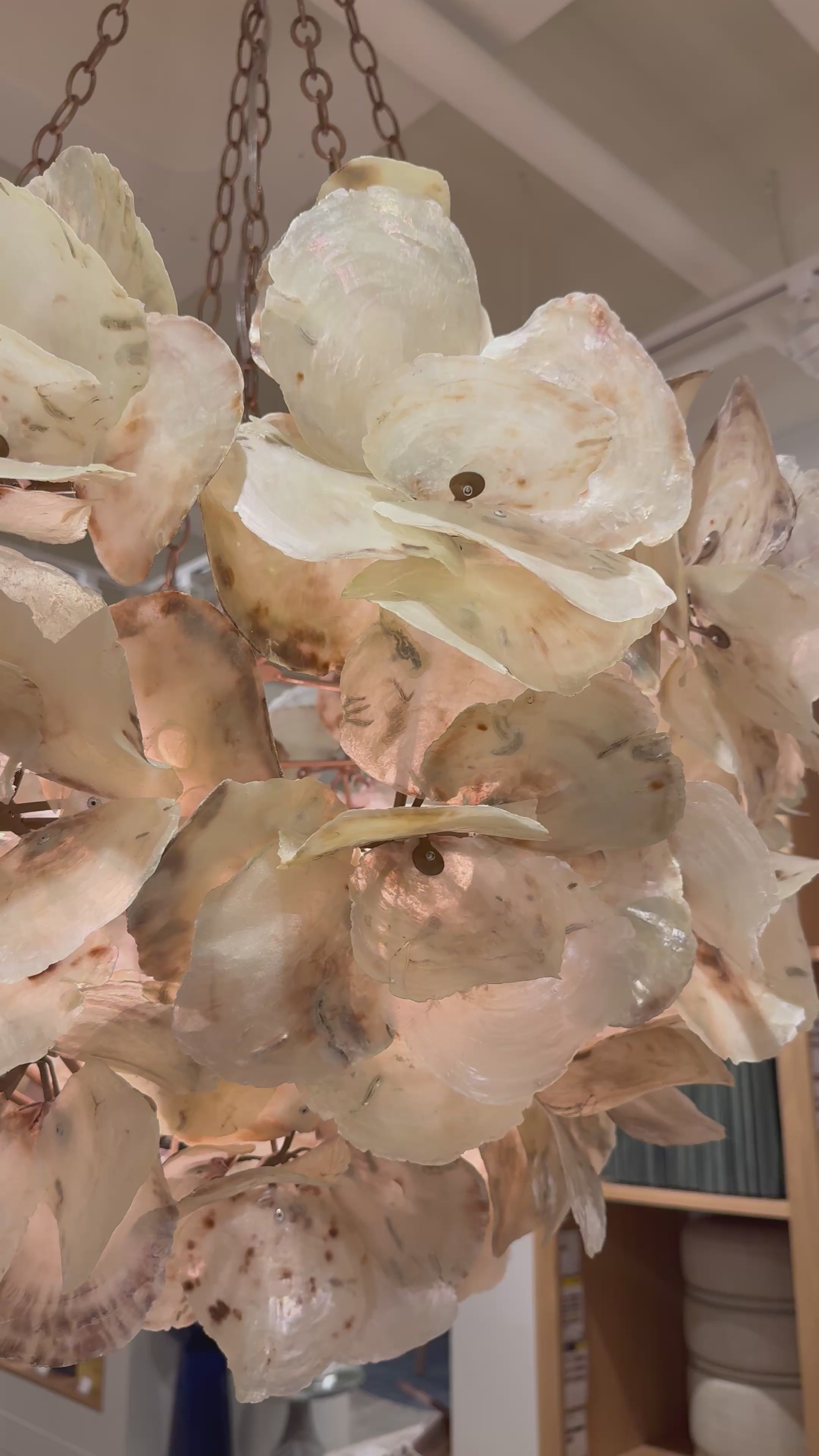 Made Goods Venus Chandelier Frost Saddle Oyster Shell – CLAYTON
