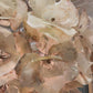 Venus Chandelier Frost Saddle Oyster Shell