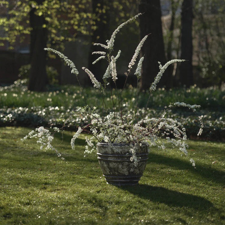 Decorative pot with white flowers on a grassy lawn with trees in the background