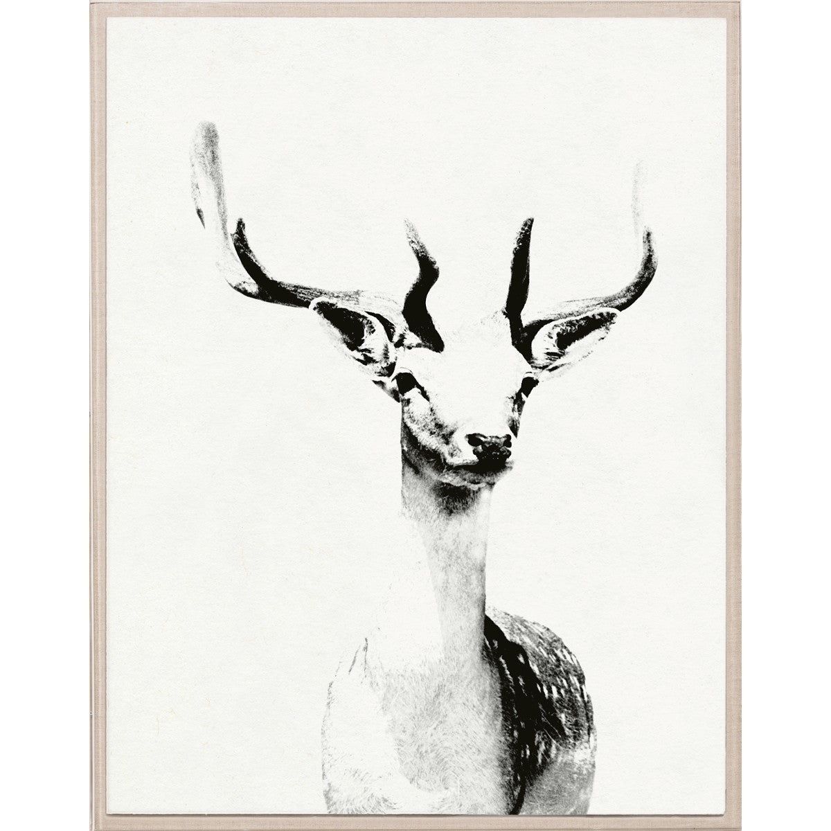 Natural Curiosities Tylinek Deer Artwork